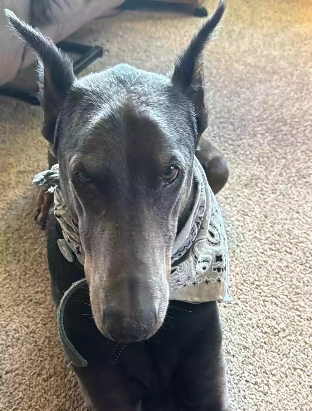 Doberman looking professional